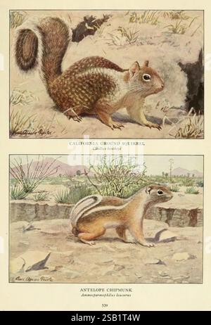 Wilde Tiere aus Nordamerika Washington, D.C. Säugetiere Nordamerika Spermophilus beecheyi Ammospermophilus leucurus Edward William Nelson Mammalia Louis Agassiz Fuertes Citellus beecheyi California Bodenhörnchen Otospermophilus beecheyi Antilopenhund Weißschwanzantilopenhörnchen, die Abbildung zeigt zwei unterschiedliche Arten von Nagetieren. Auf der Spitze befindet sich das kalifornische Eichhörnchen, das durch seinen buschigen Schwanz und das gemusterte Fell gekennzeichnet ist und seinen natürlichen Lebensraum zwischen Felsen und karger Vegetation zeigt. Darunter ist das Antilopenspitzmunk dargestellt, das sich durch seinen langgestreckten Körper und sein Destin auszeichnet Stockfoto