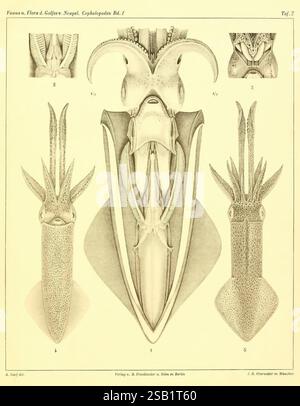 Die Cephalopoden, I. Teil, Berlin, R. Friedländer & Sohn, 1921-1928, Mollusks, Cephalopoda, Naples Bay of Italy, die Abbildung zeigt verschiedene Ansichten der Kopffüßchenanatomie, wobei die Tintenfische und ihre einzigartigen physischen Strukturen im Mittelpunkt stehen. Die zentrale Figur zeigt eine detaillierte Dissektion, die die komplizierten inneren Organe, einschließlich Mantel, Schnabel und Kiemen, enthüllt. Daneben befinden sich nummerierte Diagramme, die bestimmte Merkmale wie die Lamellen und den Siphon hervorheben. Jeder Abschnitt gibt Einblicke in die Komplexität dieser Meeresbewohner und betont ihre Anpassungsfähigkeit und biologische Funktion in Aqu Stockfoto