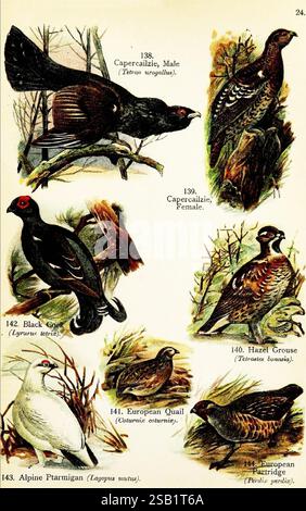 Birds of the World for Young People, New York, F.A. Stokes Company [1909]. Vögel, Tetrao urogallus, Perdix perdix, Coturnix coturnix, Wachteln, Felsenptarmigan, graues Rebhuhn, Lyrurus tetrix, Tetrastes bonasia, Lagopus muta, Schwarzhühner, Auerhühner, Haselhühner, die Illustration zeigt eine Sammlung von Wildvögeln in verschiedenen Posen, die jeweils mit ihrer jeweiligen Nummer und ihrem Namen beschriftet sind. 1. Auerhühner, männlich (Tetrao urogallus) - mit seinem fächerartigen Schwanz und seinem charakteristischen Gefieder eine auffällige Haltung. 2. Auerhühner, weiblich - Eine dezentere Färbung, die die Weibchen hervorhebt Stockfoto
