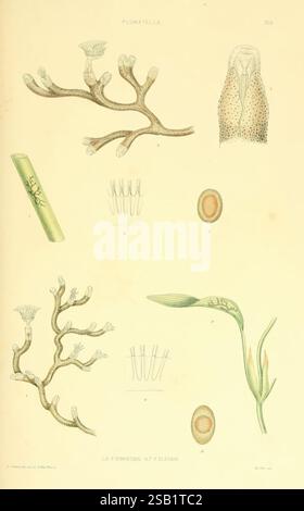 Eine Monografie der Süßwasserpolyzoen, London, Ray Society, 1856, Bryozoa, Ectoprocts, eine Sammlung komplizierter Illustrationen, die verschiedene Meeresorganismen zeigen, insbesondere die Art Plumatella. Der obere Abschnitt zeigt detaillierte Darstellungen von verzweigten Strukturen, die Korallen- oder Fächerformationen ähneln und die zarten Strukturen und Formen hervorheben. Weitere Abbildungen zeigen verschiedene Lebensstadien oder Bestandteile des Organismus, einschließlich ovaler und kreisförmiger Formen, die auf Fortpflanzungselemente hinweisen. Der Hintergrund bietet einen wissenschaftlichen Kontext mit Etiketten, die betonen Stockfoto
