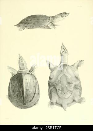 Katalog der Schildreptilien in der Sammlung des British Museum, London, 1855-1872, England, London, Schildkröten, Reptilien, Krokodile, Testudiniden, Amphisbaenie, Chelonia, diese Abbildung zeigt drei detaillierte Ansichten einer Schildkrötenart. Die Draufsicht zeigt die glatte, gewölbte Schale der Schildkröte, während die Seitenansicht den verlängerten Hals und die einzigartige Kopfform hervorhebt. Die untere Ansicht bietet Einblicke in die Feinheiten der Unterseite der Schildkröte, einschließlich der Textur ihrer Schale und der Anordnung ihrer Gliedmaßen. Die feine Linienführung erfasst die anatomischen Merkmale der Schildkröte A Stockfoto