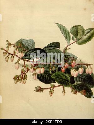 Das botanische Kabinett London John Arthur Arch 1817-1833, Eine botanische Illustration mit einer Gruppe von zarten, glockenförmigen Blüten in verschiedenen Rosa-Tönen, die anmutig an langen Stielen hängen. Die Blätter sind breit und strukturiert und weisen komplizierte Adern auf, die der Komposition Tiefe verleihen. Diese Pflanzenausstellung kombiniert natürliche Eleganz mit einer reichen, detaillierten Darstellung des Laubs und der Blüten und veranschaulicht die Schönheit der botanischen Vielfalt. Stockfoto