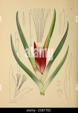Die blühenden Pflanzen Afrikas. Pretoria, Botanical Research Institute, Abteilung für landwirtschaftliche technische Dienstleistungen, Republik Südafrika, Afrika, Botanik, Zeitschriften, Blume, Pflanzen, Eine wunderschön illustrierte Darstellung einer Blume, mit einer leuchtenden roten Blüte, die aus der Mitte auftaucht, umgeben von langen, üppig grünen Blättern. Das Kunstwerk enthält detaillierte botanische Skizzen verschiedener Blumenteile, wie Staubblätter und Blütenblätter, sowie Anmerkungen und eine Zahl, die verschiedene Elemente angibt. Die Komposition verbindet künstlerische Schönheit mit wissenschaftlichen Details und fängt die Feinheiten des Pl Stockfoto