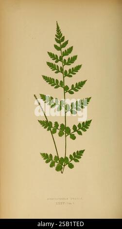 Farne: Britisch und exotisch 1856-60. Farns, Eine detaillierte botanische Darstellung eines Farns, insbesondere der Cystopteris tenuis-Arten. Das Stück zeigt die filigranen, federartigen Wobeln in verschiedenen Grüntönen, die die komplizierten Flugblätter entlang des Hauptstiels darstellen. Die Gesamtkomposition unterstreicht die natürliche Schönheit und Symmetrie des Farns, mit einem subtilen Schwerpunkt auf der Textur und dem Muster der Blätter. Unter der Abbildung befindet sich ein Etikett, das die Pflanze und ihre Klassifizierung kennzeichnet und dem Kunstwerk ein lehrreiches Element hinzufügt. Stockfoto