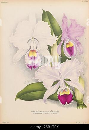 Lindenia, Gand [Belgien], Impr. F. Meyer-van Loo, 1885-1906, Klassifizierung, Reiseführer, Identifizierung, Nomenklatur, populäre Nomenklatur, Orchidaceae, Orchideen, Bildwerke, Terminologie, die Illustration zeigt lebendige Cattleya Orchideen in verschiedenen Farben. Deutlich sichtbar sind zwei weiße Blüten mit gerafften Kanten und auffälligen gelben und violetten Markierungen in der Mitte. Eine dritte Orchidee zeigt zarte rosafarbene Blüten, die durch ein ähnliches markantes Muster aus dunklem Lila und Gelb im Hals verstärkt werden. Die üppig grünen Blätter bilden eine reiche Kulisse und unterstreichen die Schönheit dieses exquisiten Blutes Stockfoto