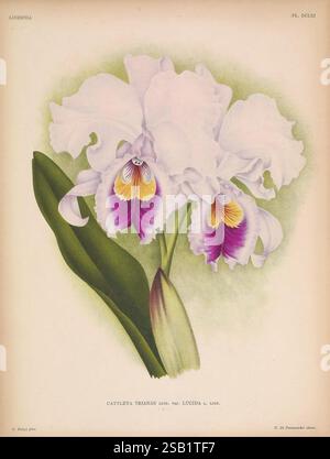 Lindenia Gand [Belgien], Impr. F. Meyer-van Loo, 1885-1906. Klassifizierung, Reiseführer, Identifizierung, Nomenklatur, Nomenklatur, populär, Orchidaceae, Orchideen, Bildwerke, Terminologie, Blumen, Stiele, Blätter, Eine schöne Illustration einer Cattleya trianae Orchidee, speziell der Sorte Lucida. Die eleganten weißen Blütenblätter sind mit leuchtenden lila und gelben Markierungen in der Mitte verziert, die die komplizierten Details der Struktur der Blume zeigen. Unterhalb der Blüten sorgt ein üppiges grünes Blatt für einen Hauch von Kontrast und unterstreicht die Gesamtkomposition. Diese Darstellung hebt den Delic der Orchidee hervor Stockfoto