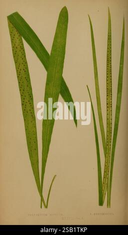 Farne, britisch, exotisch, 1856-60, Farne, diese Illustration zeigt zwei unterschiedliche Blätter der Gattung Polypodium, die ihre komplexen Strukturen und Texturen hervorheben. Das linke Blatt weist langgestreckte, lanzettartige Formen mit einem ausgeprägten Venationsmuster auf und zeigt kleine, dunkle Sporen entlang der Unterseite, die auf seine Fortpflanzungsfunktion hinweisen. Das rechte Blatt hat ein schmaleres und schlankeres Profil, das sich durch eine glatte Oberfläche und feinere Texturen auszeichnet. Beide Blätter werden mit Liebe zum Detail dargestellt und zeigen ihre natürliche Schönheit und Variationen innerhalb der Polypodium-Spezies Stockfoto