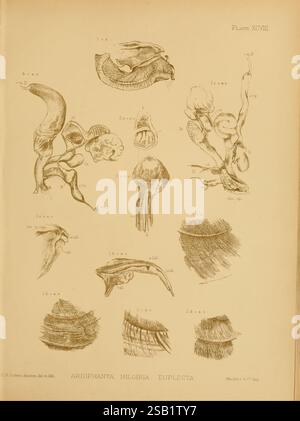 Land und Süßwasser, Mollusca, von, Indien, London, Taylor und Francis, 1882-, Asien, Indien, Mollusks, Muscheln, die Illustration zeigt eine Sammlung komplizierter anatomischer und morphologischer Studien verschiedener Organismen, insbesondere hervorzuheben Komponenten wie Fortpflanzungsstrukturen, Skelettelemente und Oberflächenstrukturen. Jedes beschriftete Segment bietet detaillierte Darstellungen einzigartiger Merkmale, die die Komplexität und Vielfalt biologischer Formen veranschaulichen. Die Beschriftungen enthalten Identifikatoren für verschiedene Teile, wodurch ein umfassendes Verständnis der vorgestellten Proben erleichtert wird. Diese edu Stockfoto