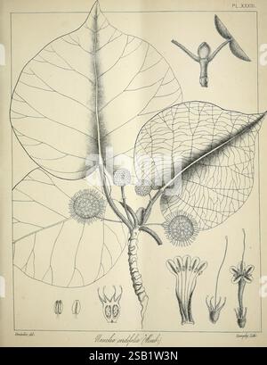 Die Flora sylvatica für Südindien: Madras, 1869-1873, Bäume, Indien, Botanik, diese Illustration zeigt eine detaillierte botanische Untersuchung der Maclura pomifera Pflanze, die allgemein als Osage Orange bekannt ist. Die Komposition umfasst ein großes, aufwändig geädertes Blatt mit hervorstehenden Adern und einer glänzenden Textur. Um das Blatt herum befinden sich verschiedene botanische Elemente: Bündel von runden Früchten oder Blumenköpfen, zusammen mit Darstellungen der Blütenstruktur, die Staubblätter und Blütenblätter enthält. Die komplizierten Details betonen die blumige Anatomie der Pflanze und zeigen die Fortpflanzungsteile wie Stockfoto