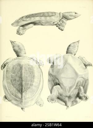 Katalog der Schildreptilien in der Sammlung des British Museum, London, 1855-1872, England, London, Schildkröten, Reptilien, Krokodile, Testudinidae, Amphisbaenia, die Abbildung zeigt eine detaillierte Studie einer Schildkröte mit drei unterschiedlichen Ansichten: eine Draufsicht, die die Schale und die Gliedmaßen hervorhebt, ein Seitenprofil, das den langen Hals und die einzigartige Kopfform erfasst, und eine Unteransicht, die die Textur der Schale und der Füße betont. Jede Perspektive wird akribisch gerendert, was ein umfassendes Verständnis der Anatomie und Struktur der Schildkröte ermöglicht. Die Betonung auf Detai Stockfoto