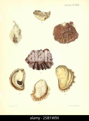 Conchologia Iconica, oder Illustrationen der Muscheln von Weichtieren London, Reeve, Brothers, 1843-1878. Mollusken, Bildwerke, Muscheln, die Illustration zeigt eine Sammlung verschiedener Muscheltypen aus der Gattung Ostrea, die ihre unterschiedlichen Formen und Texturen zeigen. Jede Schale ist als Referenz nummeriert, wobei die verschiedenen Arten und ihre einzigartigen Merkmale hervorgehoben werden. Die Anordnung umfasst sowohl glatte als auch robuste Schalen, wobei einige mit komplizierten Mustern und Graten versehen sind. Die detaillierte Darstellung unterstreicht die natürliche Schönheit und Vielfalt dieser Meeresorganismen und macht sie zu einer Pädagogik Stockfoto