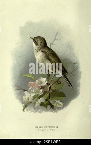 Vertraut, wild, Vögel, London, New York, Cassell, 1883, Vögel, Wörterbücher, Bilder, Works, Sylvia, Curruca, Lesser, Whitethroat, Ornithologie, Walter's, Swaysland, Archibald, Thorburn, eine delikate Illustration des kleinen Whitethroats, der anmutig auf einem schlanken Ast thront. Der Vogel mit seinem dezenten grau-weißen Gefieder zeigt ein sanftes Auftreten. Um sie herum sind Blüten und Blätter in sanften Grün- und Rosa-Tönen, die eine harmonische und ruhige Atmosphäre schaffen. Die Beschriftung trägt „Lesser Whitethroat (¾ natürliche Größe)“ an der Basis und verleiht diesem charmanten Reiseziel einen Hauch von informativen Details Stockfoto