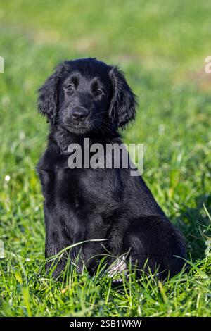 Schwarzer, flacher Retriever, niedlicher 9 Wochen alter Welpe, der auf dem Feld sitzt, Jagdhund/oder Jagdhund aus England Stockfoto