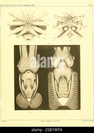 Die Cephalopoden, I. Teil, Berlin, R. Friedländer & Sohn, 1921-1928, Mollusks, Cephalopoda, Naples Bay of Italy., die Illustration zeigt eine Reihe detaillierter anatomischer Studien von Kopffüßern, die sich speziell auf die Feinheiten ihrer Körperstrukturen konzentrieren. Der obere Abschnitt zeigt eine Nahaufnahme der äußeren Merkmale eines Kopffüßchens und veranschaulicht verschiedene Anpassungen wie die Tentakelanordnung und spezielle Anhängsel. Der zweite Abschnitt bietet einen umfassenden Überblick über die innere Anatomie und beschreibt die Organe und Systeme, die für die Funktion und das Überleben des Kopffüßlers wesentlich sind. Die Stockfoto
