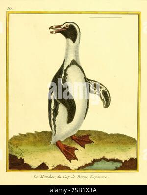 Planches enluminées d'histoire naturelle, Paris?, s.n, 1765-1783?, Birds, Bildwerke, Zoologie, Spheniscus demersus, afrikanischer Pinguin, Ornithologie, diese Abbildung zeigt einen unverwechselbaren Pinguin vom Kap der Guten Hoffnung, der in aufrechter Position mit einer einzigartigen Mischung von Markierungen dargestellt wird. Der Kopf zeigt einen kontrastierenden Farbton und charakteristische Gesichtszüge, während der Körper mit auffälligen Schwarz-weiß-Mustern verziert ist. Der Pinguin steht auf einem Boden, was auf einen natürlichen Lebensraum hindeutet, mit kurzen, stabilen Beinen und Gurtfüßen, die auf seine Wasserlebewesen hinweisen Stockfoto