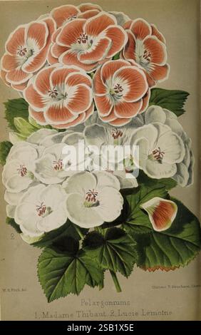 Der Florist und Pomologe und Vorstadtgärtner. London, 1880, Blumengärten, Obstkultur, Gartenbau, Großbritannien, Zeitschriften, Geranie, Ein lebhaftes Häufchen von Pelargonien, das eine Vielzahl von Farben mit elegant geformten Blütenblättern präsentiert. Die Blüten vermischen weiß- und sanftes Rosa, die durch zarte dunkle Zentren unterstrichen werden. Saftig grüne Blätter umgeben die Blumen und verstärken ihre Schönheit. Die Komposition ist mit den Namen „Madame Thibaut“ und „Lucie Lemoine“ gekennzeichnet, was auf bestimmte Sorten dieser bezaubernden Pflanzen hinweist, die für ihre dekorativen Qualitäten in Gärten und Blumen gefeiert werden Stockfoto