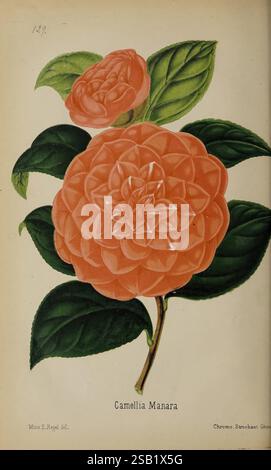Der Florist und Pomologe und Vorstadtgärtner. London, 1880, Blumengärten, Obstkultur, Gartenbau, Großbritannien, Zeitschriften, Eine wunderschön illustrierte Darstellung einer Kamelia Manara Blume, die ihre komplexen mehrschichtigen Blütenblätter in einem lebendigen Korallenfarbton zeigt. Die Blume steht auf satten grünen Blättern und unterstreicht ihre natürliche Schönheit. Die Liebe zum Detail in der Blütenblatt- und Blattstruktur spiegelt die Kunstfertigkeit botanischer Illustrationen wider. Der Titel „Camellia Manara“ wird elegant dargestellt und verleiht dieser atemberaubenden Darstellung der Natur einen Hauch von Raffinesse. Stockfoto