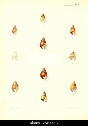 Conchologia iconica oder Illustrationen of the Muscheln of Molluscous Animals London, Reeve, Brothers, 1843–1878. Mollusks, Pictorial Works, Muscheln, diese Illustration zeigt eine Sammlung verschiedener Muscheln, die in einem systematischen Gittermuster angeordnet sind. Die Schalen zeigen eine Reihe von Formen, Größen und komplizierten Designs und zeigen ihre einzigartigen Texturen und Farben. Jede Probe ist sequenziell nummeriert, was ihre Klassifizierung angibt. Der Hintergrund ist hell und unterstreicht die natürliche Schönheit und das Detail jeder Schale. Die Gesamtzusammensetzung unterstreicht die Vielfalt der Meereslebewesen und macht sie beides aus Stockfoto