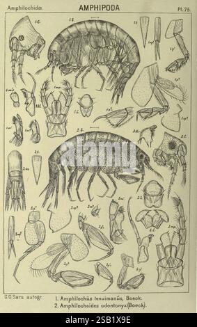 Ein Bericht über die Crustacea of Norway Amphipoda Plates Christiania, A. Cammermeyer, 1895-1928, Norwegen, Crustacea, diese Abbildung zeigt eine detaillierte wissenschaftliche Darstellung verschiedener Amphipoden-Arten, die ihre anatomischen Strukturen und Unterscheidungsmerkmale hervorheben. Im oberen Teil sind zwei Arten zu sehen: **Amphilochus tenuimanus** und **Amphilochides odontonyx**, gekennzeichnet mit entsprechenden Nummern. Um diese zentralen Figuren herum befinden sich verschiedene Zeichnungen von Anhängen, Mundteilen und anderen anatomischen Details, die sorgfältig zur Identifizierung gekennzeichnet sind. Das Layout betont die Vielfalt Stockfoto