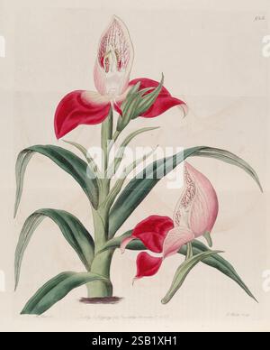 The Botanical Register London gedruckt für James Ridgway 1815-1828 1815 Großbritannien England handkolorierte Botanical Periodicals Icônes Pictorial Works Kupferstiche Graphic Media Plants Ornamental Plant Introduction, Eine atemberaubende Darstellung zweier Orchideen, die ihre leuchtenden roten und zarten rosafarbenen Blüten zeigen. Die Blüten sind detailreich und betonen die einzigartigen Muster und Texturen auf ihren Oberflächen. Die langen, grünen Blätter bogen anmutig von der Basis ab, umrahmen die Blumen und verleihen der Komposition eine üppige Note. Diese botanische Illustration betont die Eleganz und Stockfoto