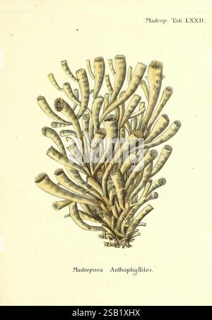 Die Pflanzenthiere in Abbildungen nach der Natur, Nürnberg, in der Raspischen Buchhandlung, 1791-1830, Cnidaria, Ctenophora, Coral, eine komplizierte Darstellung einer Korallenart, die als Madrepora Anthophyllites identifiziert wird, zeigt eine dichte Anordnung von verzweigten Strukturen, die einem Netzwerk aus schlanken Rohren und Polypen ähneln. Die Abbildung zeigt die zarten und komplizierten Formen der Korallen und zeigt ihre natürliche Schönheit und Komplexität. Die detaillierte Darstellung betont die verschiedenen Formen und Texturen und zeigt die einzigartigen Merkmale dieses Meeresorganismus. Das Packstück ist mit dem beschriftet Stockfoto