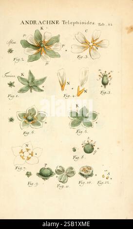 Illustratio systematis sexualis Linnaeani Francofurti ad Moenum, Varrentrapp et Wenner, 1789, Pflanzen, Klassifizierung, linné, The New York Botanical Garden, Pictorial Works, Carl von, die Illustration zeigt eine botanische Studie von „Andrachne Telephioides“, die verschiedene Aspekte der Pflanze zeigt. Oben zeigen mehrere Blumendarstellungen die Struktur der Blumen, einschließlich detaillierter Darstellungen von Blütenblättern und Fortpflanzungsteilen, die mit Buchstaben und Zahlen gekennzeichnet sind. Unter den Blüten sind verschiedene Wachstumsstufen und Teile der Pflanze dargestellt, einschließlich Blätter und Samen. Jede Komponente Stockfoto