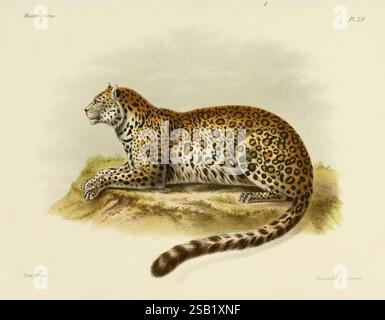 Recherches pour servir à l'histoire naturelle des mammifères, Paris, G. Masson, 1868-1874, Säugetiere, panthera pardus, Leopard, felis fontanierii, Katzen, Huet, Bulletin, Daily Sci Art, Ein wunderschön illustrierter Leopard in einer natürlichen Umgebung mit seinem charakteristischen gepunkteten Mantel. Das Tier ist in einem Seitenprofil dargestellt, das seinen schlanken Körper und seinen langen Schwanz hervorhebt. Der Blick des Leoparden ist nach unten gerichtet, was auf einen Moment der Stille oder Beobachtung in der Wildnis hindeutet. Die Leoparden umgeben sanfte Anklänge an ihren Lebensraum, mit Erdtönen, die sich nahtlos mit dem markanten Fell der Kreatur verschmelzen Stockfoto