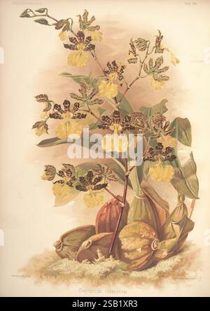 Reichenbachia, St. Albans, London, New York, F. Sander & Co, Orchid Growers & Importers, H. Sotheran & Co, I. Forstermann, 1888-1890. Orchidaceae, Oncidium tigrinum, Henry Frederick Conrad Sander, Orchideen, Botanik, Blumen, James Laird MacFarlane, eine wunderschön illustrierte Darstellung der Oncidium tigrinum Orchidee mit ihren auffälligen gelben Blüten und komplizierten dunklen Markierungen. Das Arrangement zeigt die zarten Blüten auf saftig grünen Blättern, während mehrere große, abgerundete Früchte im Vordergrund stehen, die der Komposition einen organischen Touch verleihen. Das detaillierte Rendering Stockfoto