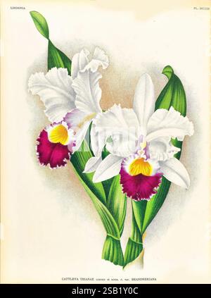 Lindenia, Gand [Belgien], Impr. F. Meyer-van Loo, 1885-1906, Klassifizierung, Reiseführer, Identifizierung, Nomenklatur, populäre Nomenklatur, Orchidaceae, Orchideen, Bildwerke, Terminologie, Eine wunderschön illustrierte botanische Darstellung der Orchidee Cattleya trianae, die ihre markanten Blüten zeigt. Die Blumen haben ein zartes, cremeweißes Äußere mit leuchtendem Lavendel und gelben Akzenten in der Mitte. Die Blüten umgeben von üppigen, grünen Blättern, die die Eleganz der Komposition verstärken. Diese Illustration zeigt die komplizierten Details der Blütenblätter und die anmutige Formgebung von Stockfoto