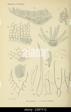 Annalen der Botanik, London, Botanik, Zeitschriften, Pflanzen. die Illustration zeigt eine Reihe detaillierter botanischer Zeichnungen, die sich hauptsächlich auf verschiedene Arten der Gattung Fissidens, einer Gruppe von Moosen, konzentrieren. Jede beschriftete Figur hebt verschiedene morphologische Strukturen hervor, einschließlich Blattanordnungen und Fortpflanzungsmerkmale, und zeigt die komplizierten Muster und Texturen, die für diese Pflanzen charakteristisch sind. Die Zahlen entsprechen spezifischen anatomischen Teilen, was zu einer lehrreichen Darstellung der Artenvielfalt und -Form beiträgt. Die sorgfältige Linienarbeit unterstreicht die zarte Natur des Stockfoto