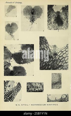 Annalen der Botanik, London, Botanik, Zeitschriften, Pflanzen, diese Sammlung von Illustrationen zeigt verschiedene mikroskopische Ansichten von Nephrodium hirtipes, einer Art Farn. Jeder beschriftete Abschnitt hebt verschiedene Aspekte der Anatomie der Pflanze hervor, wie Blattstruktur, Zellzusammensetzung und Fortpflanzungsmerkmale. Die Bilder zeigen komplizierte Details, einschließlich der Anordnung von Zellen, Gefäßgewebe und sporentragenden Strukturen, und geben wertvolle Einblicke in die botanischen Eigenschaften dieser Farnart, wie sie W. N. Steil in den *Annalen der Botanik* untersucht hat. Stockfoto