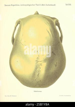 Reise der österreichischen Fregatte Novara Wien Kaiserlich 1861-75, diese Illustration zeigt die dorsale Ansicht eines menschlichen Schädels und zeigt seine einzigartigen anatomischen Merkmale. Die detaillierte Linienarbeit betont die Konturen und markanten Nähte des Schädels, mit einem Schwerpunkt auf den Hinterhauptbereich. Bemerkenswerte Merkmale sind die glatte Oberfläche des Schädels und die abgerundete Form, die für bestimmte anthropologische Untersuchungen typisch ist. Das Bild ist Teil einer größeren Sammlung im Zusammenhang mit einer wissenschaftlichen Expedition, die die menschliche Anatomie und Vielfalt untersuchen soll. Stockfoto