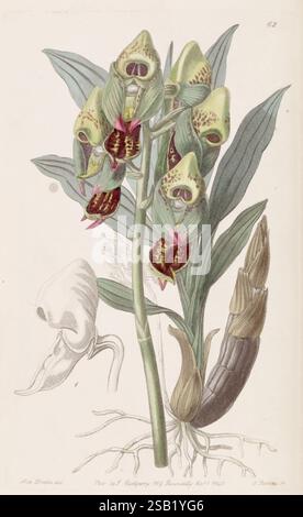 Edwards botanisches Register London, James Ridgway 1829-1847 1829 Botanik Kupferstich England Grafikmedien Großbritannien handkolorierte Ikonen Zeitschriften Bildwerke Pflanzeneinführungspflanzen Zierpflanzen Sarah Ann Drake 2 Frauen in der Wissenschaft, Eine botanische Illustration, die eine lebendige Orchideenart darstellt, die durch ihre aufwendig gemusterten Blumen gekennzeichnet ist. Die Pflanze hat mehrere große Blüten mit grünen und rötlich-braunen Tönen, die deutliche Markierungen auf den Blütenblättern aufweisen. Breite, längliche Blätter reichen von der Basis aus und bilden eine üppige Kulisse für die zarten Blüten. Zusätzlich Stockfoto