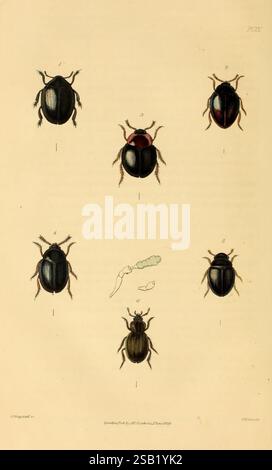 Illustrations of British Entomology, London: Gedruckt für den Autor, veröffentlicht von Baldwin and Cradock, 1828-1835, Großbritannien, Insekten, Insekten, Insekten, Käfer, die Abbildung zeigt eine Reihe von Käfern, die verschiedene Arten und anatomische Merkmale zeigen. Jeder Käfer ist nummeriert und detailliert, wodurch seine charakteristischen Eigenschaften wie Farbe, Form und Textur hervorgehoben werden. Die Anordnung umfasst eine Ansicht von oben und Profile, die die Vielfalt dieser Insekten unterstreichen. Ein kleines Segment am unteren Rand bietet ein zusätzliches Detail, das die wissenschaftliche Darstellung dieser Exemplare weiter verbessert. Stockfoto