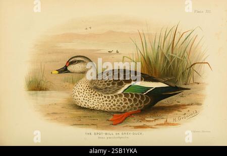 Die Indianer und ihre Verbündeten [Bombay], herausgegeben von der Bombay Natural History Society, 1908. Indien, Enten, Bildwerke, Anas poecilorhyncha, Wild- und Wildvögel – die Abbildung zeigt einen Spot-Bill oder Grey-Duck, der durch seine charakteristischen Merkmale gekennzeichnet ist. Die Ente zeigt komplizierte Federmuster und zeigt eine Mischung aus Braun und Schwarz mit auffälligen, schillernden grünen Akzenten auf den Flügeln. Sein Kopf ist mit einem leuchtenden roten Fleck über dem Auge markiert, der sich mit den gedämpften Tönen seines Körpers abhebt. Der Vogel ist neben einem ruhigen Wasserkörper dargestellt, umgeben von üppigem Gras, das noch mehr dazu beiträgt Stockfoto