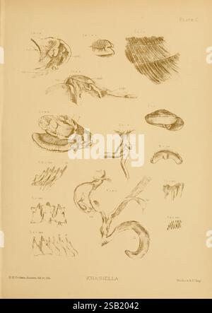 Land, Süßwasser, Mollusca, Indien, London, Taylor Francis, 1882, Asien, Indien, Weichtiere, die Abbildung zeigt eine Sammlung komplizierter wissenschaftlicher Zeichnungen, die wahrscheinlich mit dem Studium der Anatomie oder Zoologie zusammenhängen. Verschiedene anatomische Strukturen sind mit Zahlen gekennzeichnet, was auf detaillierte Beobachtungen verschiedener Proben oder Teile hindeutet. Die Zeichnungen enthalten Formen, die Schalen, Organismen und anderen biologischen Formen ähneln, die jeweils mit großer Liebe zum Detail dargestellt werden. Diese Platte dient als visuelle Referenz für die Untersuchung spezifischer Merkmale und Variationen, die im Bereich des natürlichen HIS zu finden sind Stockfoto