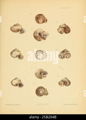 Land- und Süßwassermollusca von Indien London, Taylor and Francis, 1882-, Asien, Indien, Mollusks, Shells, Eine Sammlung von kunstvoll illustrierten Muscheln, die in einem Gitterformat organisiert sind. Jede Schale ist mit einer Bezeichnung versehen, die verschiedene Arten der Gattung Alycaeus zeigt. Die Abbildungen zeigen die einzigartigen Formen, Texturen und Muster der Muscheln und zeigen sowohl ihre natürliche Schönheit als auch ihre Vielfalt. Das Design erinnert an klassische wissenschaftliche Studien und betont die Details und Präzision, die typisch für naturhistorische Illustrationen des 19. Jahrhunderts sind. Stockfoto