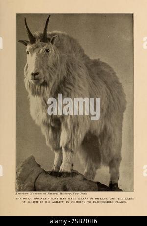Die menschliche Seite der Tiere, New York, Frederick A. Stokes Company [um 1918], Ziegen- und Tierverhalten, Eine große, majestätische Bergziege steht auf einem felsigen Vorsprung, mit ihrem beeindruckenden, zotteligen Fell und den markanten geschwungenen Hörnern. Die Haltung der Ziege ist sowohl aufmerksam als auch zielgerichtet, was ihre Beweglichkeit und Stärke unterstreicht. Seine Augen sind breit und neugierig und spiegeln ein scharfes Bewusstsein für seine Umgebung wider. Das zerklüftete Gelände unterstreicht die natürliche Schönheit der Kreatur und zeigt ihre Anpassungsfähigkeit an raue Berglandschaften. Dieses Bild fängt das Wesen der Wildnis und die bemerkenswerten Merkmale einer Anim ein Stockfoto