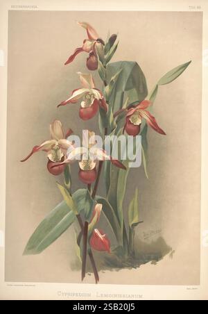 Reichenbachia, St. Albans, London, New York, F. Sander & Co, Orchid Growers & Importers, H. Sotheran & Co, I. Forstermann, 1888-1890. Orchidaceae, Cypripedium Lemoinierianum, Phragmipedium x Sedenii, Phragmipedium Sedenii, Henry Frederick Conrad Sander, Orchideen, Botanik, Blumen, Henry George Moon, eine wunderschön illustrierte Darstellung mehrerer Cypripedium Lemonierianum-Orchideen, die ihre Besonderheiten zeigen. Die Blüten zeichnen sich durch ihre einzigartige Form aus, mit markanten Lippenstrukturen, die an Hausschuhe erinnern, umgeben von zarten Blütenblättern und Sepalen in Creme-, Grün- und so-Tönen Stockfoto