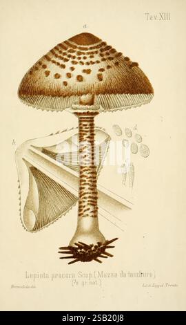 Ich funghi mangerecci e velenosi dell'Europa Media, Trento, G. Zippel, 1906, Pilz, Identifizierung, Italien, Pilze, Bildwerke, Macrolepiota procera, diese Abbildung zeigt die Lepiota procera, die allgemein als Sonnenschirmpilz bekannt ist. Das Kunstwerk zeigt die charakteristische Kappe des Pilzes, die sowohl konisch als auch weit ausgedehnt ist, mit einem Muster von Schuppen und einem seidigen Aussehen. Unterhalb der Kappe ist der Stiel mit komplizierten Texturen und einer leicht bauchigen Basis dargestellt, die seine schlanke Form unterstreicht. Zu den umliegenden Details gehören die Kiemen, die unter der Kappe sichtbar sind, die ihre feinen und Stockfoto