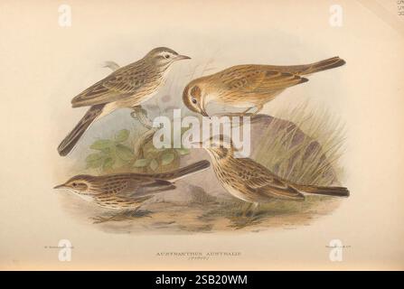 The Birds of Australia London, Witherby & Co, 1910-1927 Australia Bibliography Birds Australia Pictorial Works Museen Victoria Australia Mathews, Gregory Ornithology, die Szene zeigt eine Gruppe von vier kleinen Vögeln, die jeweils ein charakteristisches Gefieder und Farben zeigen. Sie befinden sich in einer Umgebung mit sanften Gräsern und einer grünen Flora, die auf einen natürlichen Lebensraum hindeutet. Die Vögel sind in verschiedenen Stellungen vertreten und zeigen ihre einzigartigen Eigenschaften wie scharfe Schnäbel und komplizierte Federdetails. Zwei der Vögel stehen einander gegenüber, während die anderen in einem Winkel A stehen Stockfoto