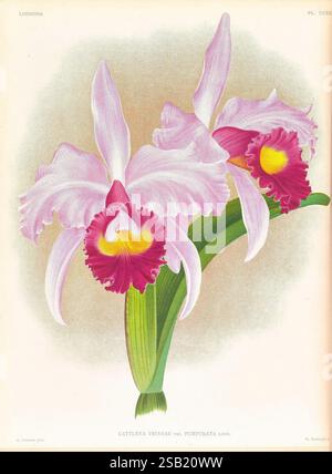 Lindenia, Gand [Belgien], Impr. F. Meyer-van Loo, 1885-1906. Klassifizierung, Leitfäden, Identifikation, Nomenklatur, Nomenklatur, Populär, Orchidaceae, Orchideen, Bildwerke, Terminologie, diese Abbildung zeigt die Cattleya trianae var. Purpurata, eine atemberaubende Orchidee, die für ihre lebendigen Blütenblätter und ihre komplizierte Struktur bekannt ist. Die Blüten zeichnen sich durch große, auffällige Blüten mit zarten rosafarbenen äußeren Blütenblättern aus, ergänzt durch reiche, tiefe kastanienbraune Markierungen in der Mitte. Die charakteristische gelbe Kehle sorgt für einen auffälligen Kontrast und unterstreicht die Eleganz der Blume. Saftig grüne Blätter sorgen für einen Stockfoto