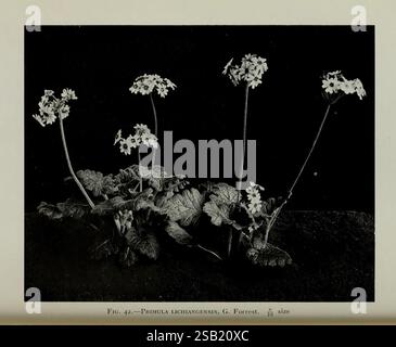 Journal of the Royal Horticultural Society of London, London, gedruckt für die Royal Horticultural Society von Spottiswoode & Co, Botanik, Obstkultur, Gartenbau, Zeitschriften, Gesellschaften tuinbouw, tuinen, tuinieren Stockfoto