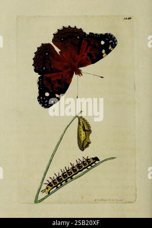 Die Verschiedenheit des Naturforschers, oder farbige Figuren von Naturobjekten, London, gedruckt für Nodder & Co, 1789-1813, Tiere, Bildwerke, Zoologie Stockfoto