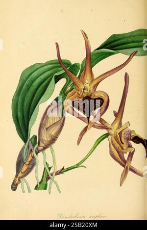 Paxtons Zeitschrift für Botanik London Orr und Smith Botanik Zeitschriften Blumen Stiele Blätter Stockfoto