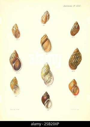 Conchologia iconica oder Illustrationen der Muscheln von Weichtieren London, Reeve, Brothers, 1843-1878. Mollusks Pictorial Works Shells Stockfoto