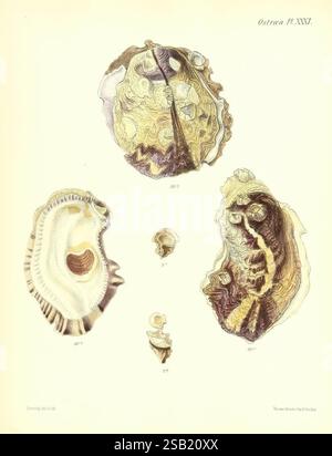 Conchologia Iconica oder Illustrationen of the Muscheln of Molluscous Animals London, Reeve, Brothers, 1843–1878. Mollusken, Bildwerke, Muscheln Stockfoto