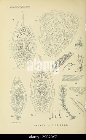 Annalen der Botanik, London, Botanik, Zeitschriften, Pflanzen Stockfoto