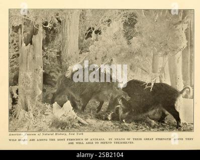 The Human Side of Animals, New York, Frederick A. Stokes Company [1918], Eber, Tierverhalten. Die Szene zeigt ein Paar Wildschweine, die durch eine dichte, bewaldete Umgebung navigieren. Umgeben von hoch aufragenden Bäumen und Laub zeigen diese mächtigen Kreaturen ein Gefühl von Wachheit und Neugier, während sie nach Nahrung suchen. Die Bildunterschrift hebt den Ruf des Wildschweins als eines der beeindruckendsten Tiere hervor und betont seine Stärke und Fähigkeit, sich in der Wildnis zu verteidigen. Die natürliche Umgebung trägt zur Darstellung ihres rauen Lebensstils bei und zeigt die inhärente Wildheit dieser faszinierenden Tiere Stockfoto