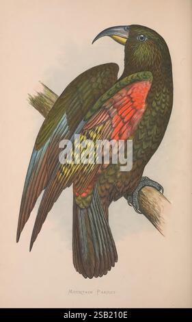 Papageien in Gefangenschaft, London, George Bell and Sons, 1884-1887 [d. h. 1883-1888], Papageien, nestor notabilis, psittacus notabilis, kea, nz-Arten, vom Aussterben bedroht, Vögel, Ornithologie, biol, Daily Sci Art, nestor Paprot, kea, diese Illustration zeigt einen Bergpapagei, der sein markantes Gefieder und seine komplizierten Details zeigt. Der Vogel thront anmutig auf einem Ast, mit einer robusten Konstruktion und leuchtenden Farben, die seine Flügel und seinen Schwanz definieren. Die Federn weisen eine reiche Mischung aus Grün auf, die von leuchtenden Rot- und Gelbtönen unterstrichen wird und die einzigartige Schönheit des Papageiens unterstreicht. Die komplizierte Textur der Federn ist ca. Stockfoto